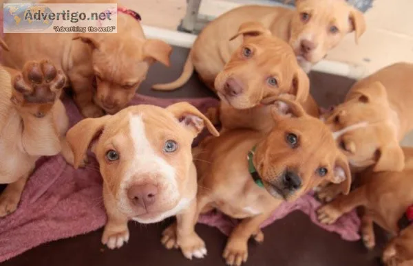 Free pitbull puppies call only 401-474-0879