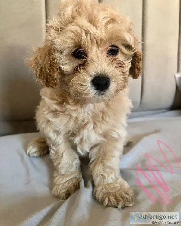 Ready now beautiful Maltipoo puppies