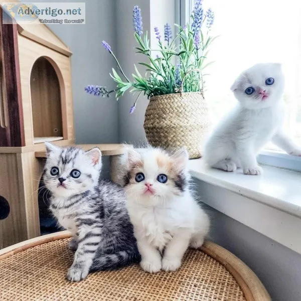 cute Scottish fold Kittens