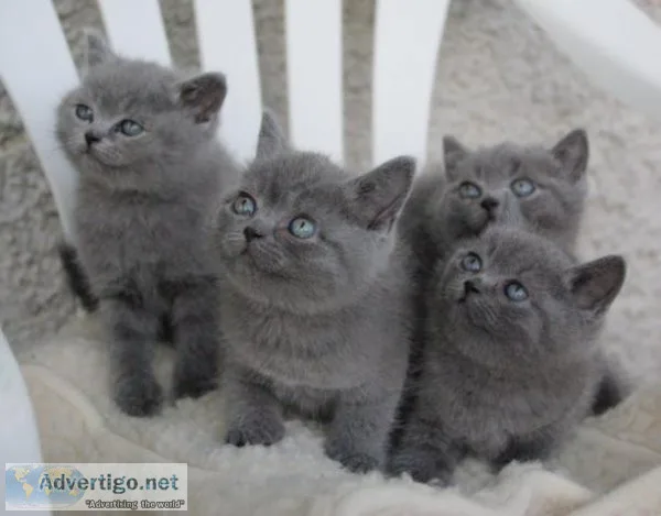 Preciouse British short hair kittens