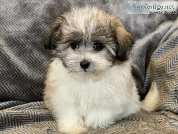 Female and Male Malshi puppies for sale