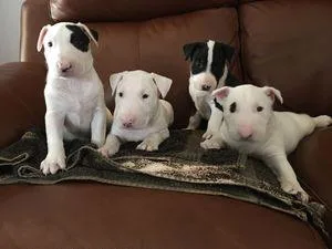 ADORABLE BULL TERRIER PUPS