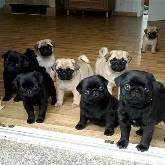 Stunning Pug puppies