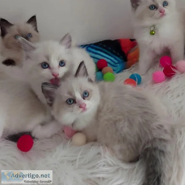 LOVELY RAGDOLL KITTENS
