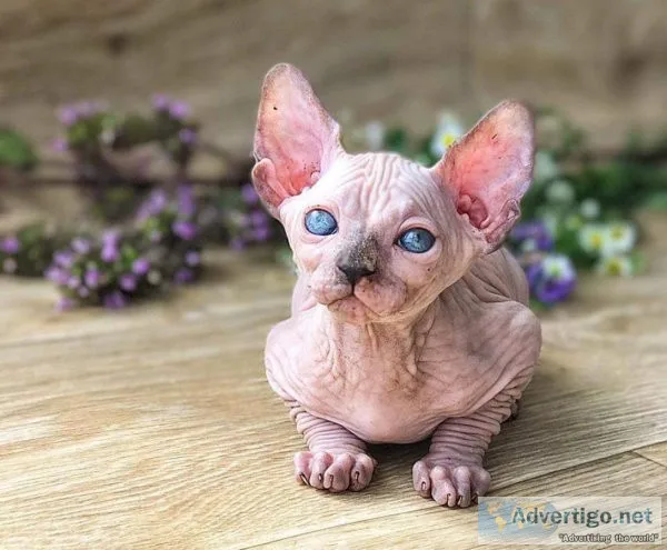 Sphynx female kitten