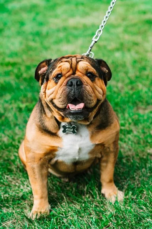 Bull dog seller