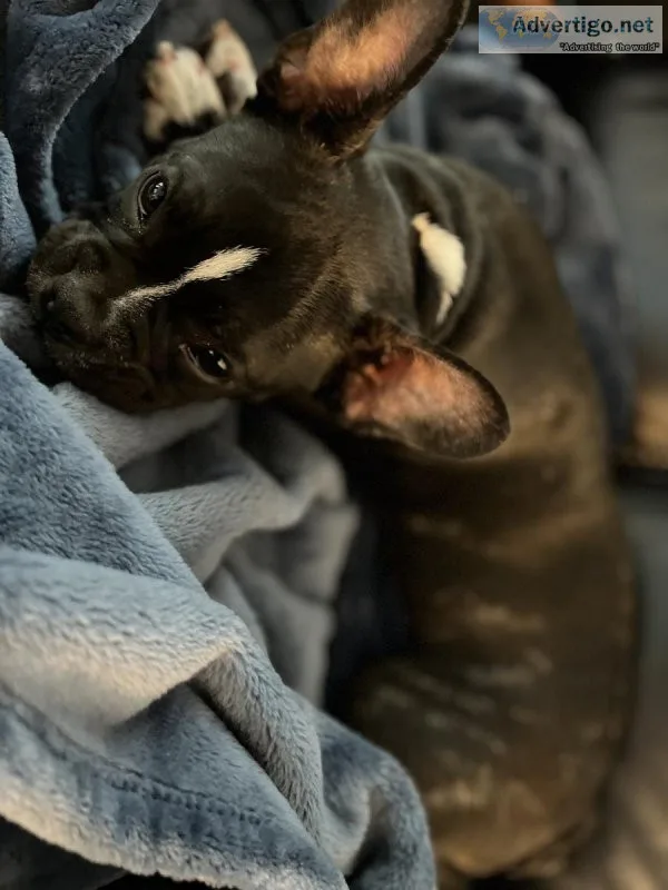Frenchton puppy