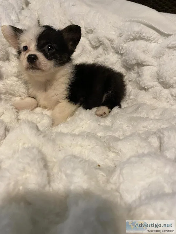 Corgi pups