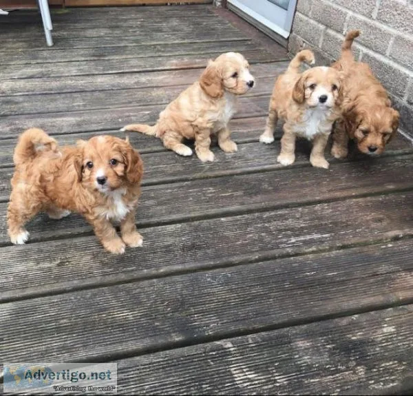 Fantastic Cavapoo puppies for Adoption