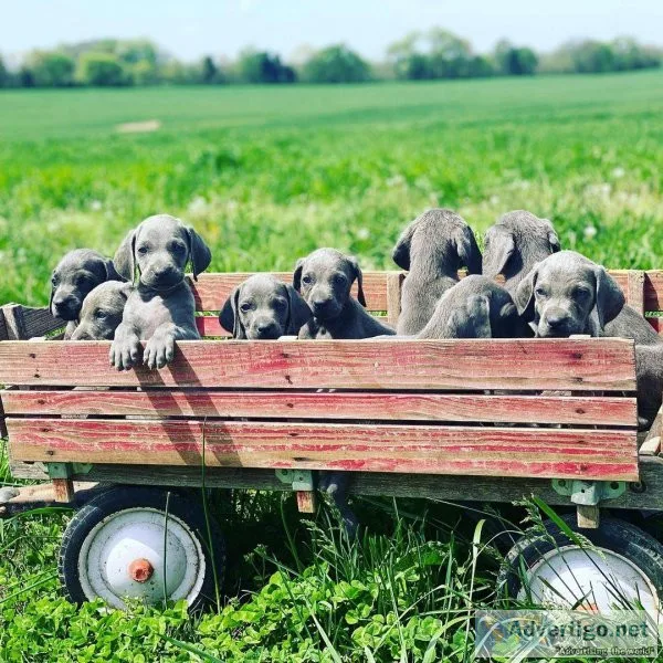 Adorable Weimaraner  puppies