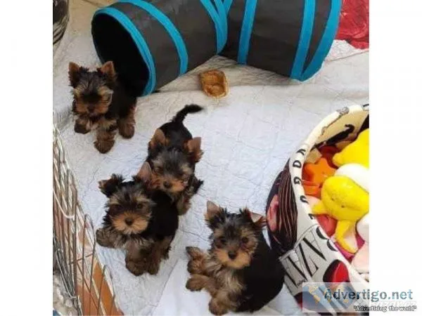 Adorable Yorkie Puppies