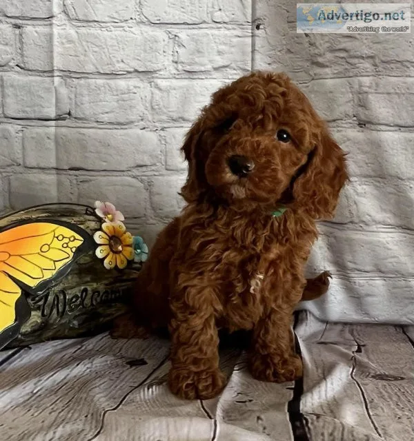 Ruby Mini Goldendoodle