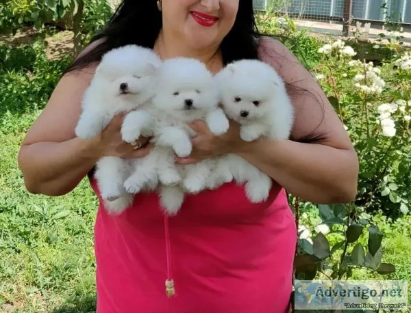 Intelligent Pomerenian puppies