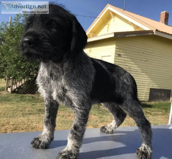 German Wirehaired Pointer pups