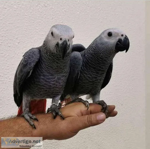 Well socialized African Grey Parrots Available