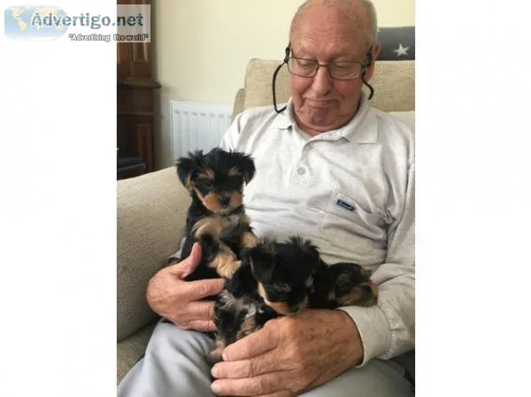 gorgeous Yorkie Puppies available .