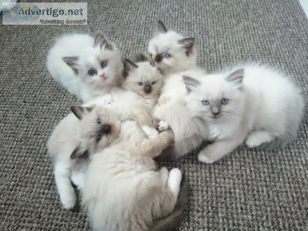 sweet Ragdoll Kittens