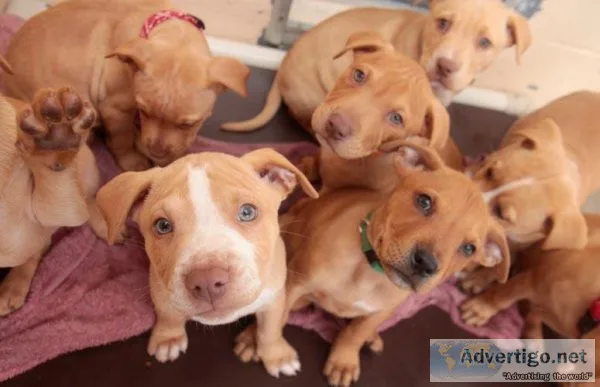 pit bull puppies