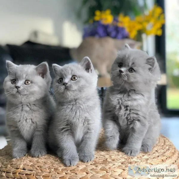 Male and female British Short Hair Kittens