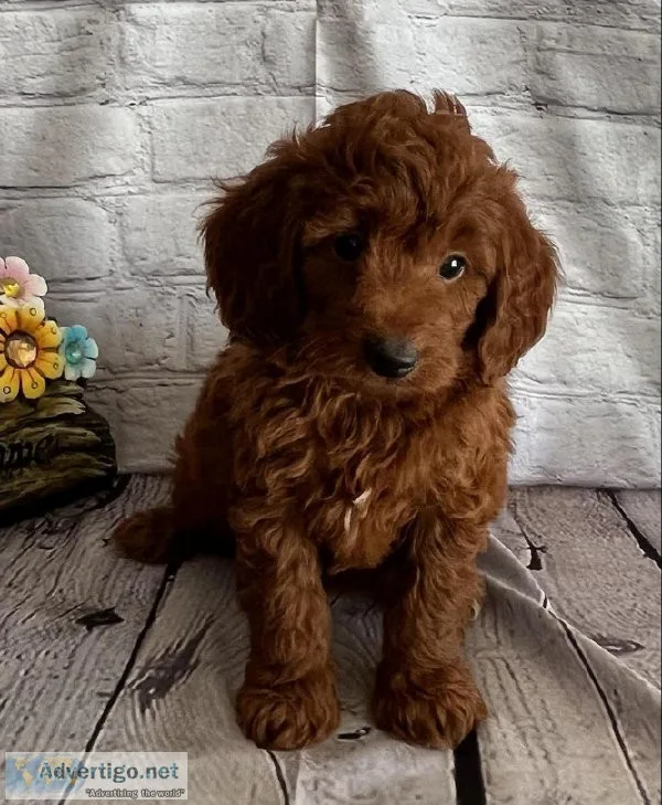 Rusty Mini goldendoodle