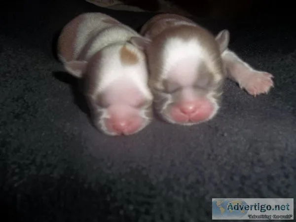 Shih Tzu Puppies