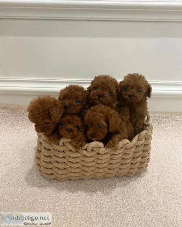 Hypoallergenic Toy Poodle Pups