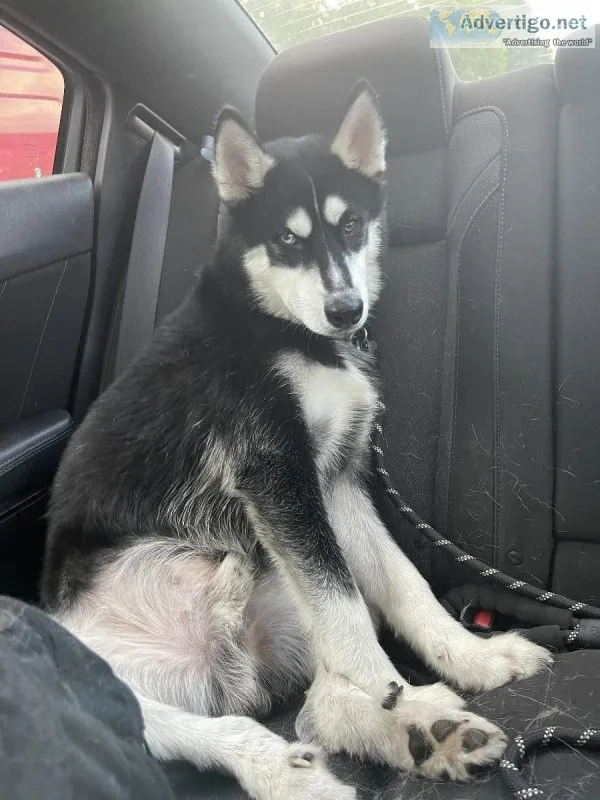 Siberian Husky needs a good loving home 9months male