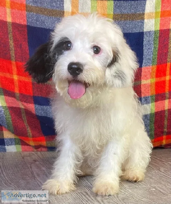 Heath cavapoo