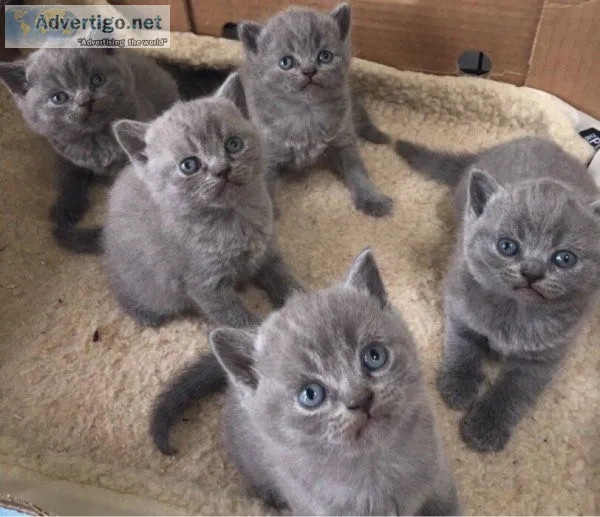 beautiful British short hair  kittens