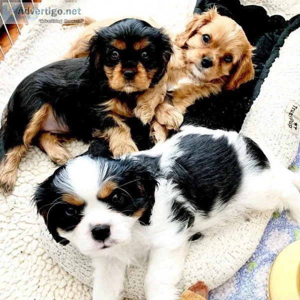 Cavalier King Charles Spaniel Puppies