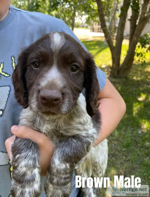 English Cocker Spaniel Puppies for sale