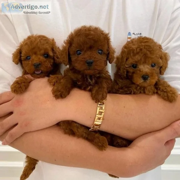 Cute Toy Poodle Puppies Available