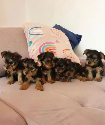 Beautiful Yorkshire Terrier puppies