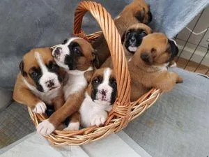 Boxer Puppies for Rehoming