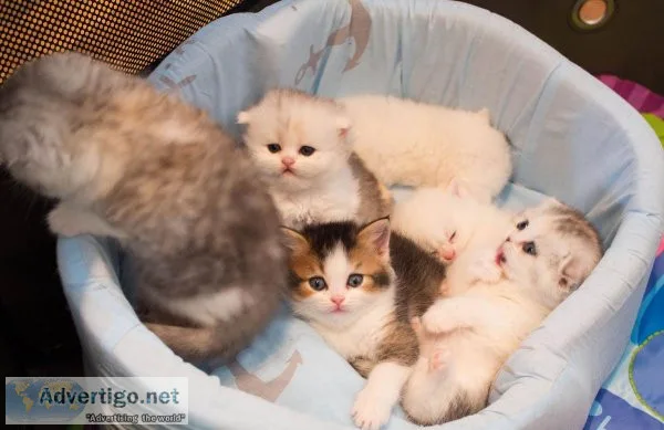 adorable Munchkin kittens