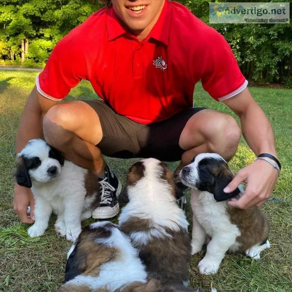 Sweet Saint Bernard Puppies