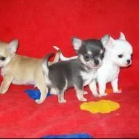 stunning chihuahua puppies
