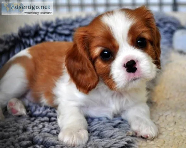 Purebred Registered Cavalier King Charles Spaniel