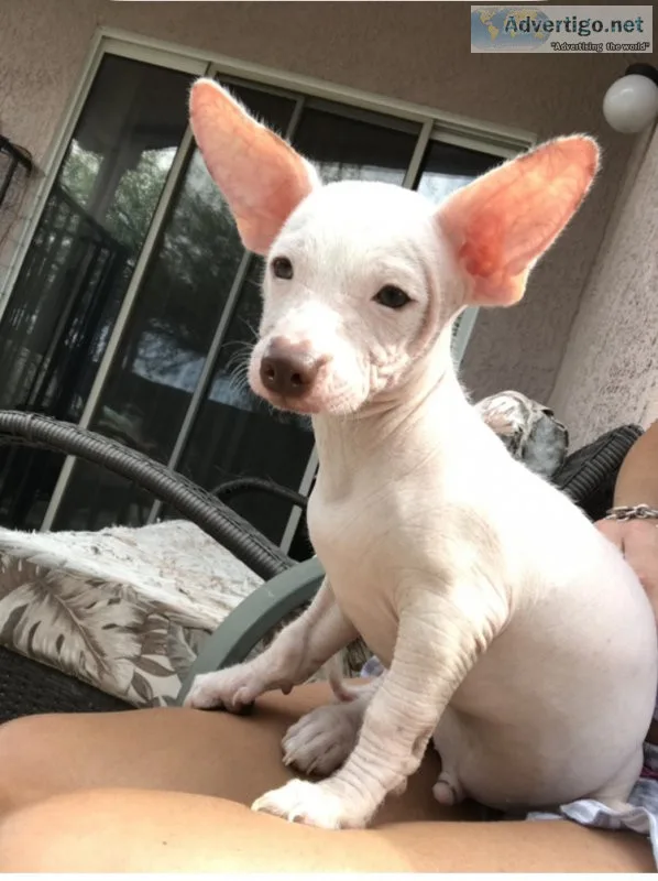 Xolo