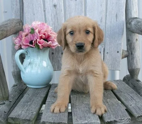 Golden retriever puppies