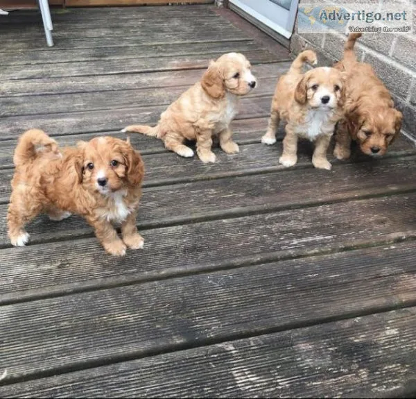 Lovely Poodle Puppies For Re-Homing