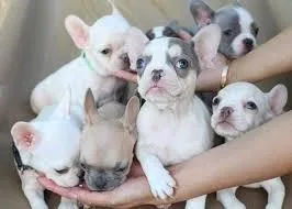 Adorable French Bulldog puppies