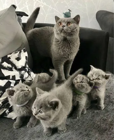 Stunning british shorthair Kittens