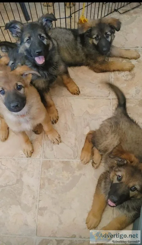 9 wk old German Shepherds