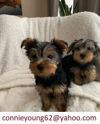 D&gt&lt 2 Yorkie Puppies