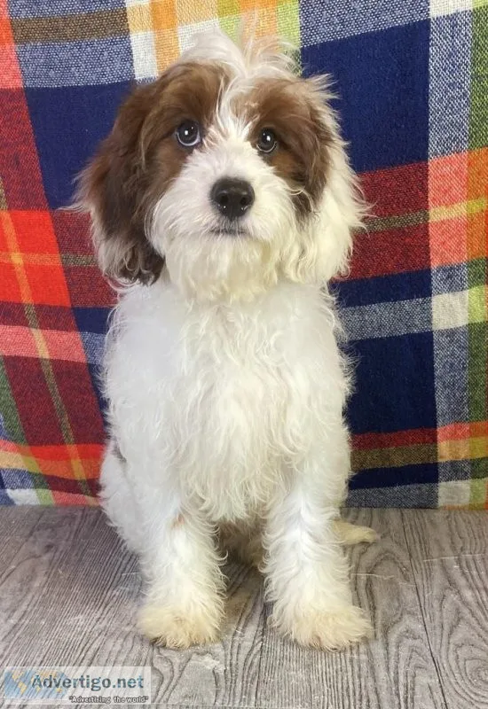 Hunter Cavapoo