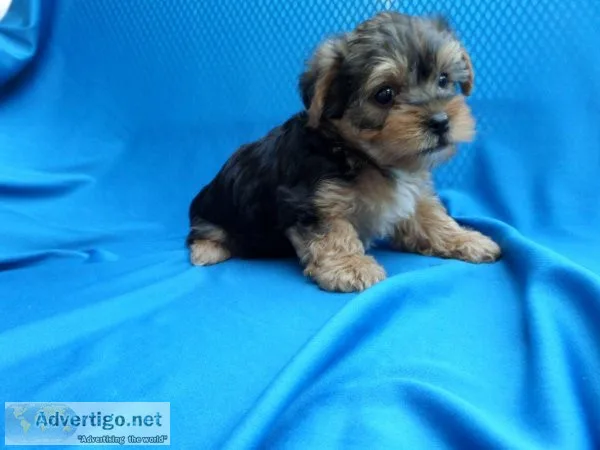 Yorkie Puppies