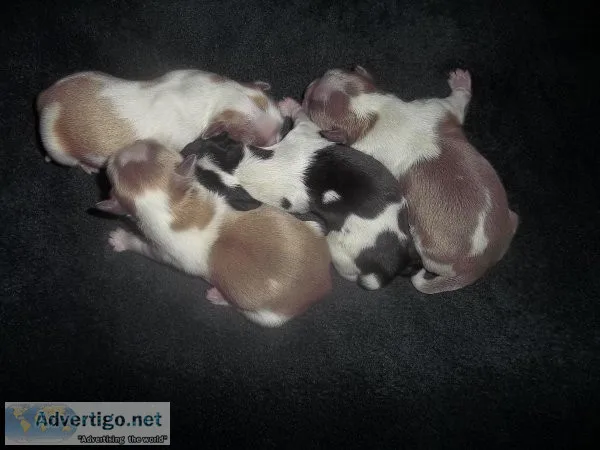Shih Tzu Puppies   Lavender