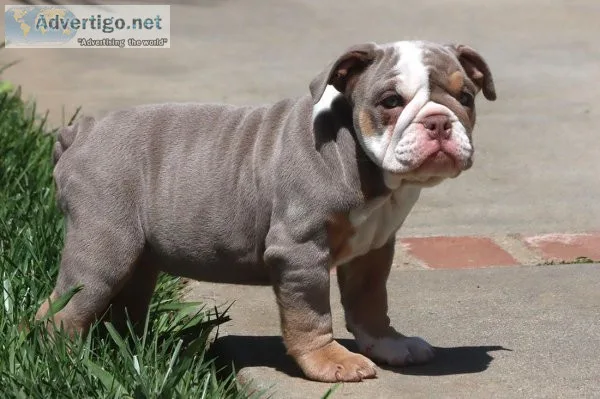 English Bulldog puppies available now
