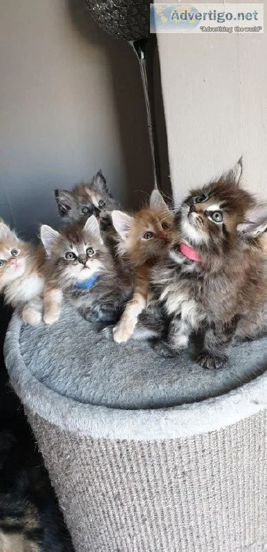 Maine coon kittens.